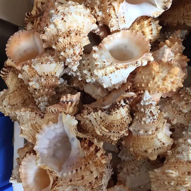 Натуральные морские улитки большие предметы без повреждений украшение сделай