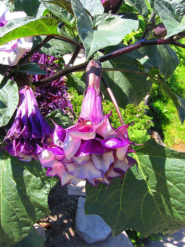 7 Свежий 100 шт редкий Datura бонсай бругмансия Suaveolens фламенко Красивая Мандала Цветок садовый многолетник Горшечное растение - Цвет: 7