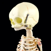single head baby skull human research model skeleton anatomical brain anatomy 746d
