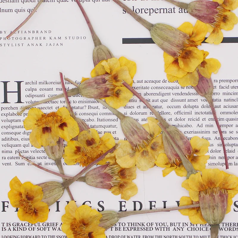 250 шт. размер: 4-6 см прессованный высушенный Tagetes Patula L. В форме цветка + листьев