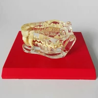 transparent feline denture dog teeth anatomical model bone canine pet veterinary husbandry teaching tool