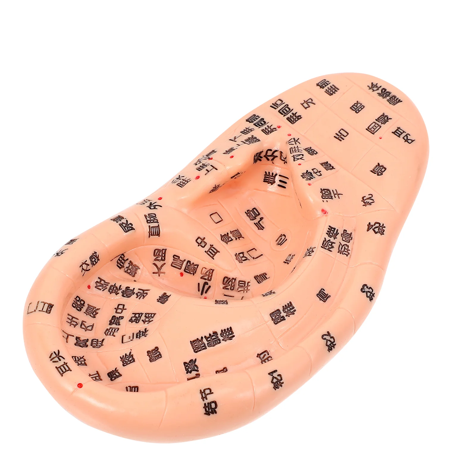 

1Pc Practical Acupuncture Ear Realistic Ear Model (Chocolate)