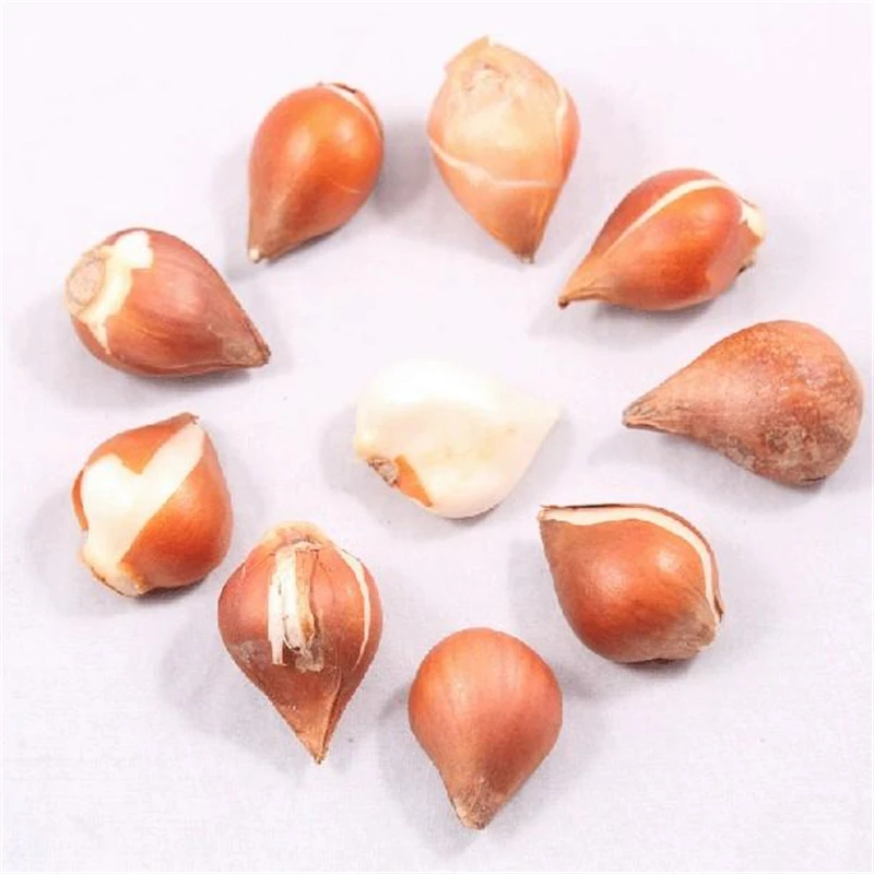 

2Pcs Perfume Tulips Seeds Bonsai Garden Flower Nature Plants Home Fragrant Colorful Dutch Tulip Essence Lip Mask Y6