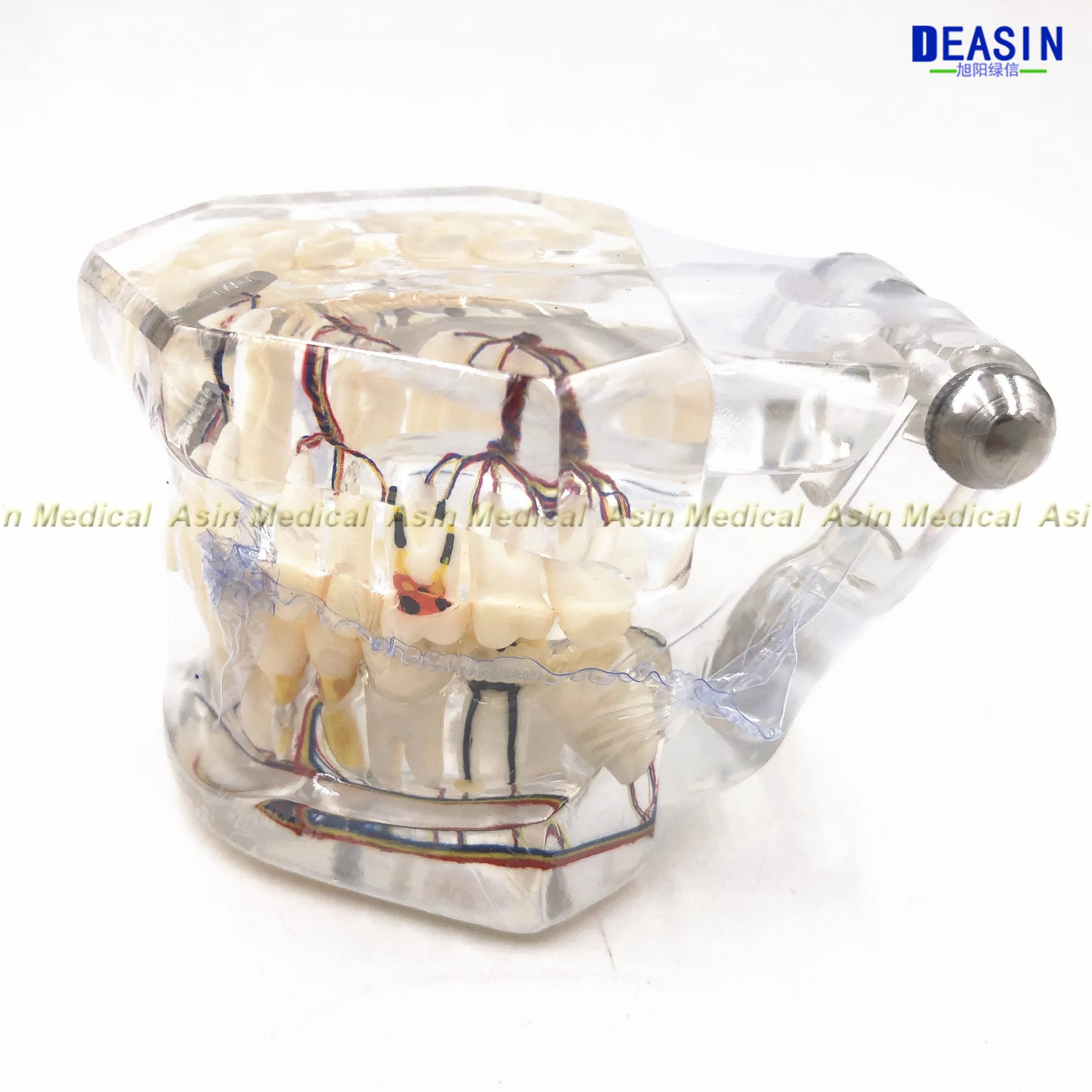 Высокое качество Стоматологическая модель зубов прозрачный патологические