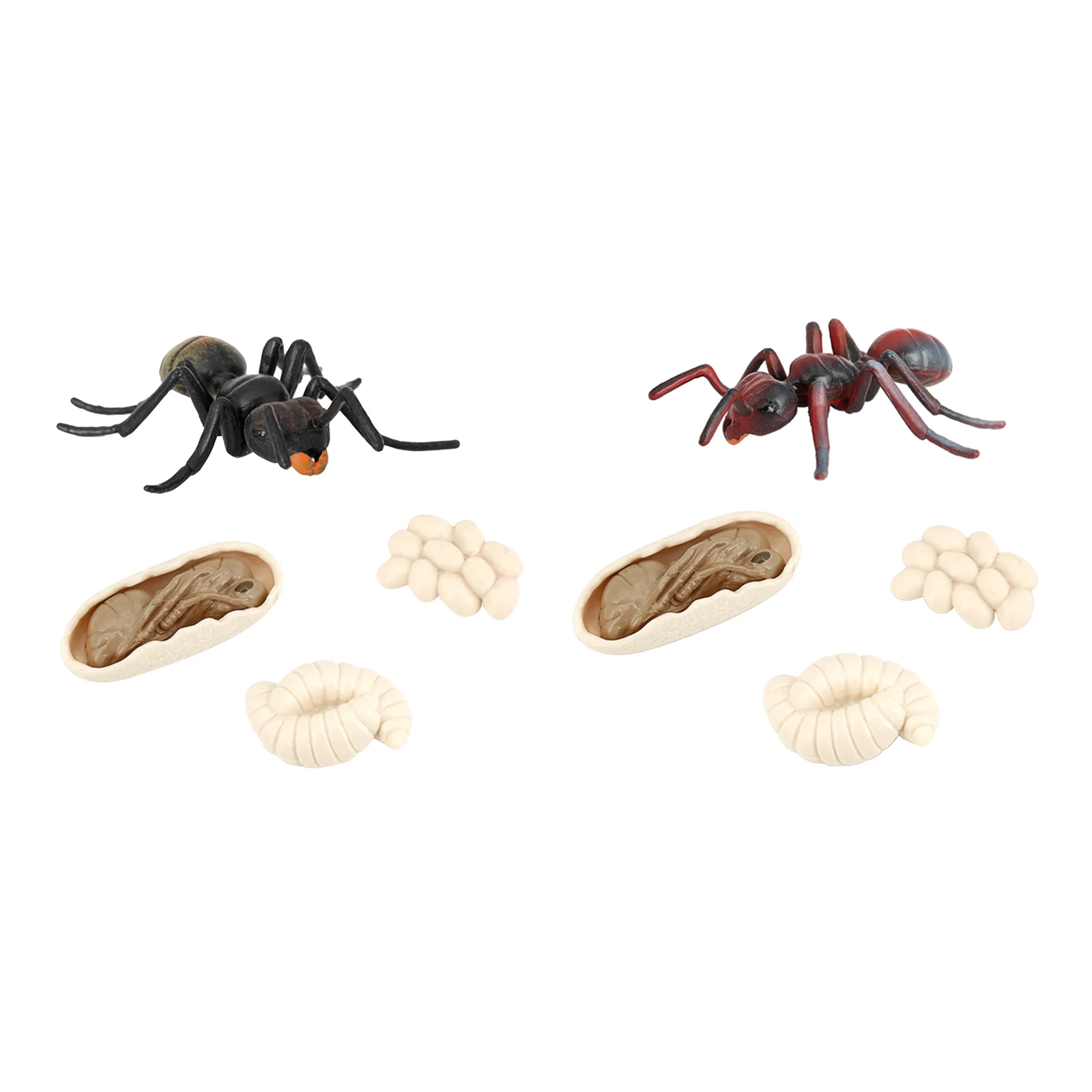 

Природа Ant роста 4 этап жизненного цикла дошкольного возраста Обучающие игрушки, развивающие воображение