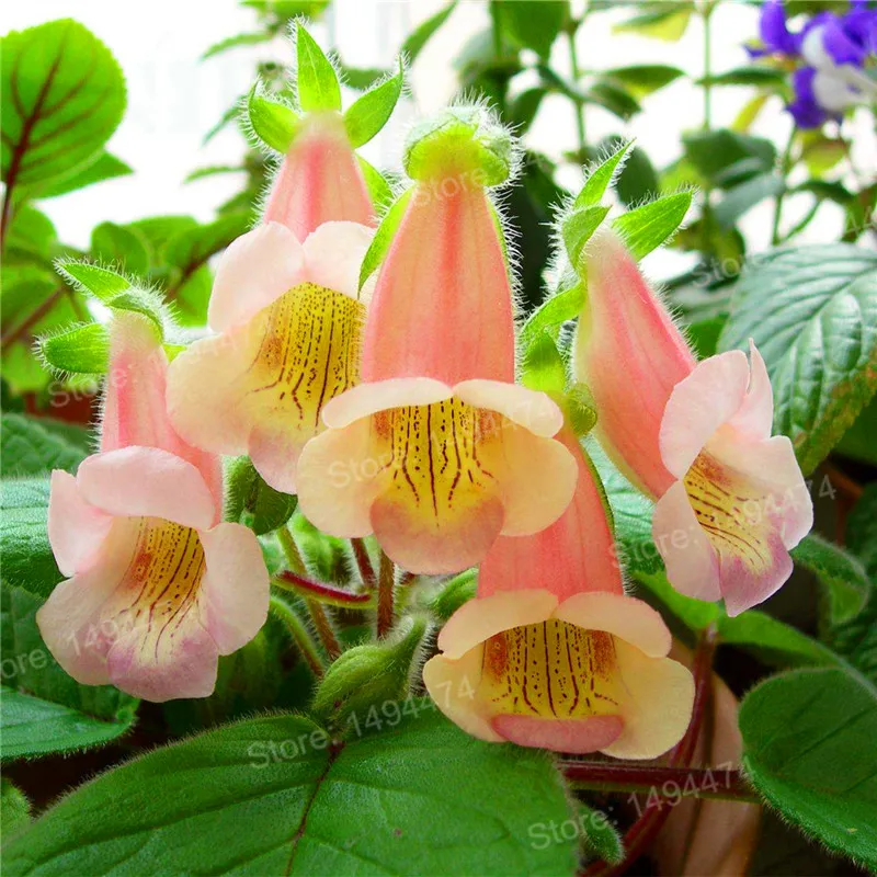 100 шт Искусственный глоксиния|Цветочные горшки и кадки| |