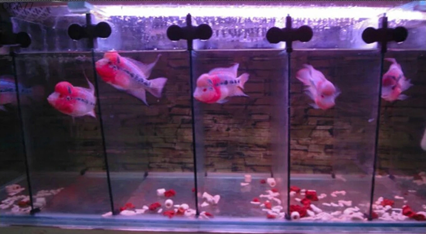 

Black Plastic Divider Sheet Holder Suction Cups for Aquarium Fish Tank