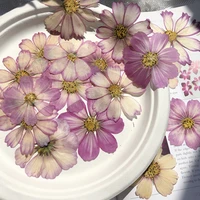 120pcs dried pressed natural purplewhite cosmos bipinnata cav flower for postcard photo frame jewelry bookmark craft diy