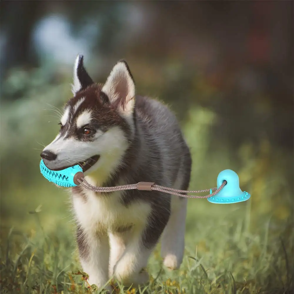 

Dog Interactive Molar Chew Toy Pet Supplies Self-playing Rubber Ball With Suction Cup Teeth Cleaning Tools Safe Elasticity