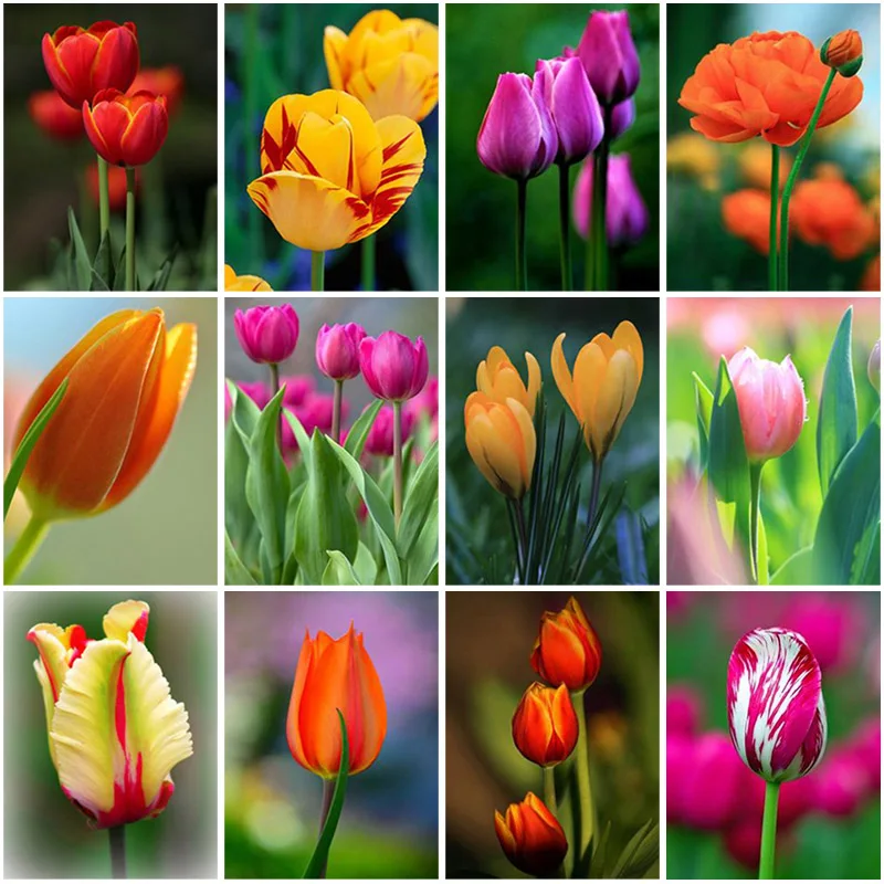 

DIY Flower 5D Diamond Embroidery Full Square Drill Rhinestone Mosaic Diamond Painting Cross Stitch Kit Home Decor Wall Art Gift