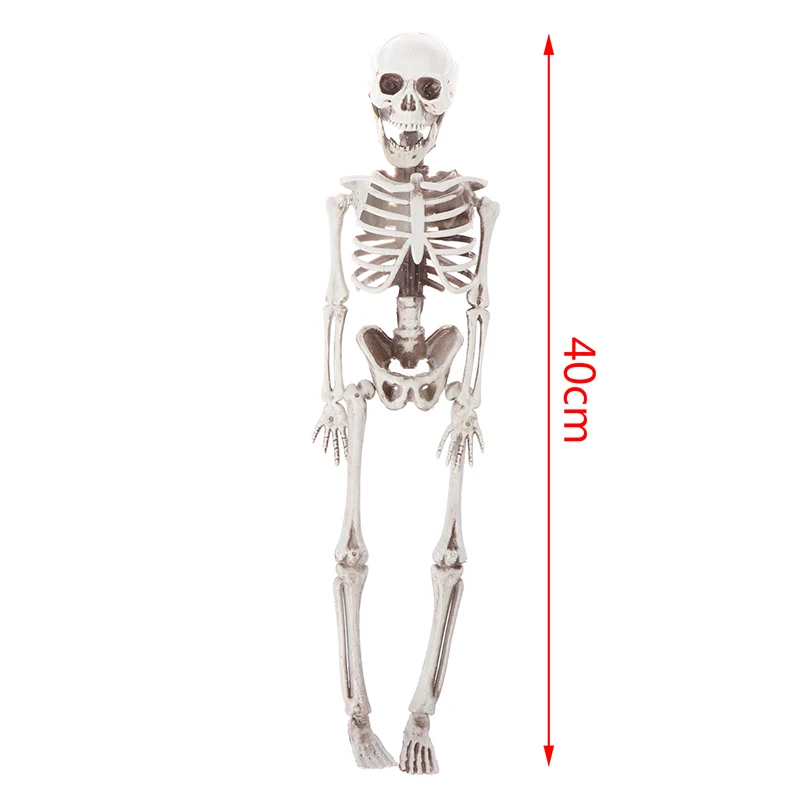 

Active Human Skeleton Model Anatomy Skeleton Skeleton Model Medical Learning Halloween Party Decoration Skeleton Art Sketch
