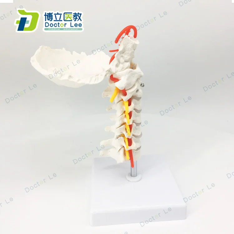 Human Anatomical Model Cervical Carotid Artery Orthopedic Posterior ...