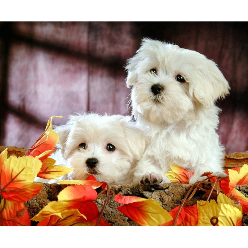 

DIY 5D Full Square/Round Diamonds Embroidery Diamond Painting Cross Stitch Kits Lovely Dogs Diamond Mosaic Arts Home Decoration