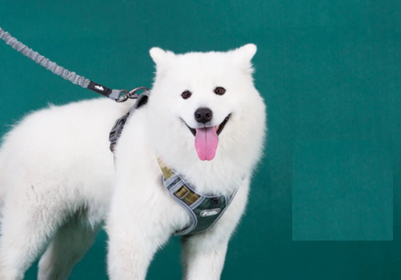 Поводок для собак нейлон банджи собаки поводок щенка рубашка с принтом котами и