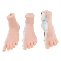3 pieces set 11 lifesize human normal flat arched foot anatomical model pvc anatomy lab supplies