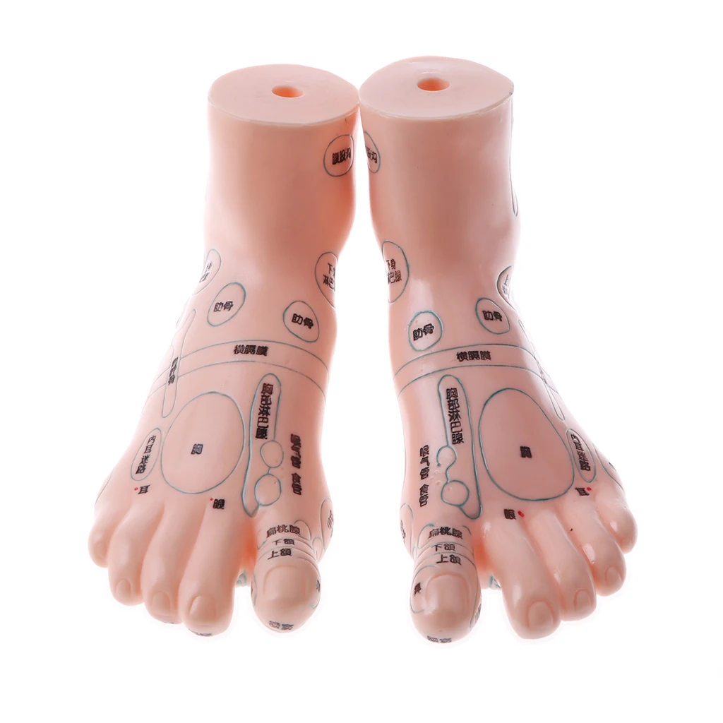 Pies de acupuntura, modelo de puntos de acupuntura, ayuda para ense&ntilde;anza, 1 par de 19 Cm-3