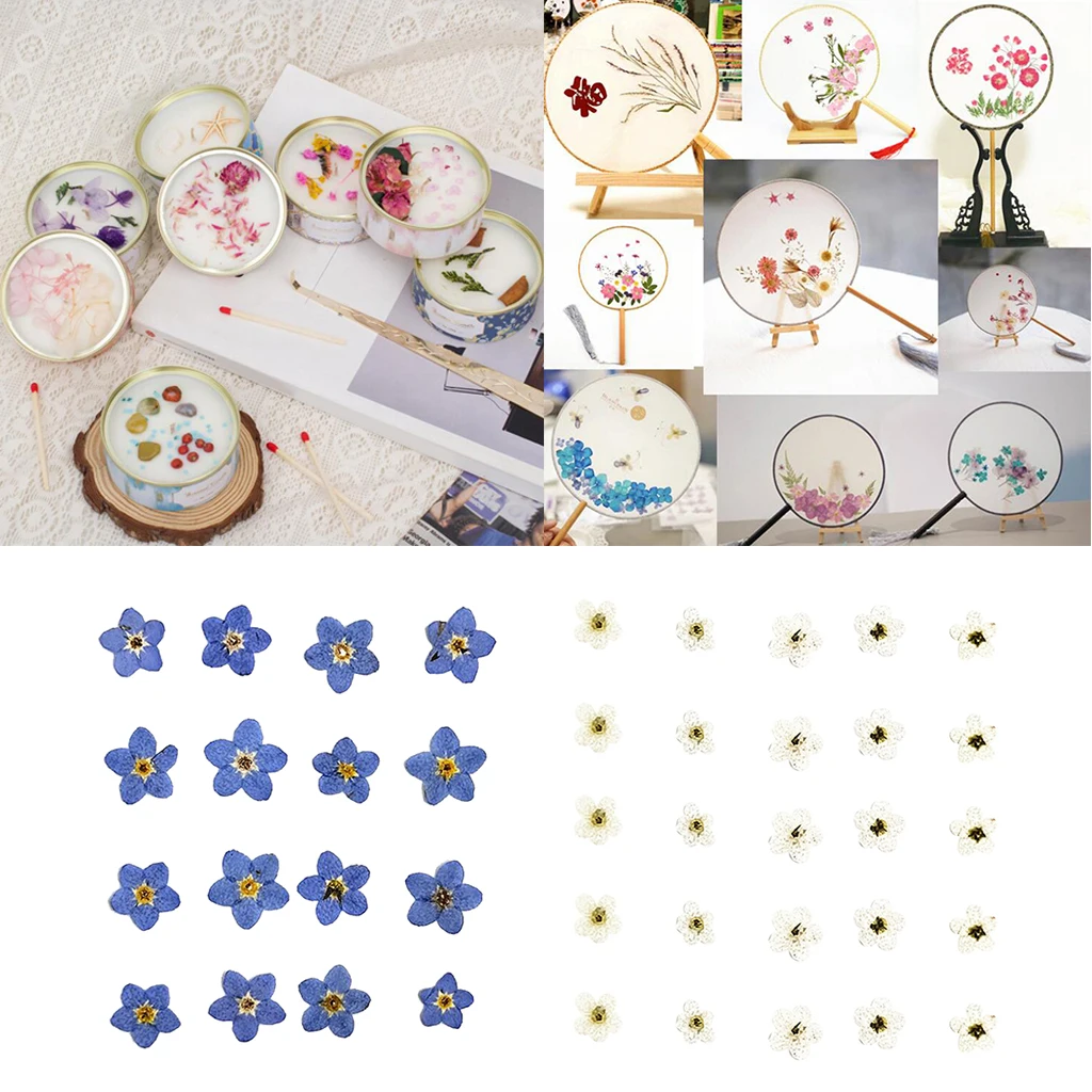 20x прессованный настоящий забытый не высушенный цветок для изготовления