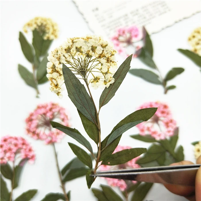 12 шт. натуральные прессованные мини нарциссы с ветками Вечные лепестки DIY