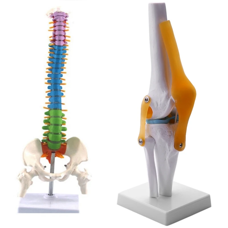 

Knee Joint Simulation Model Human 1:1 Size Anatomy & 45cm with Pelvic Human Anatomical Anatomy Spine Spinal Column Model