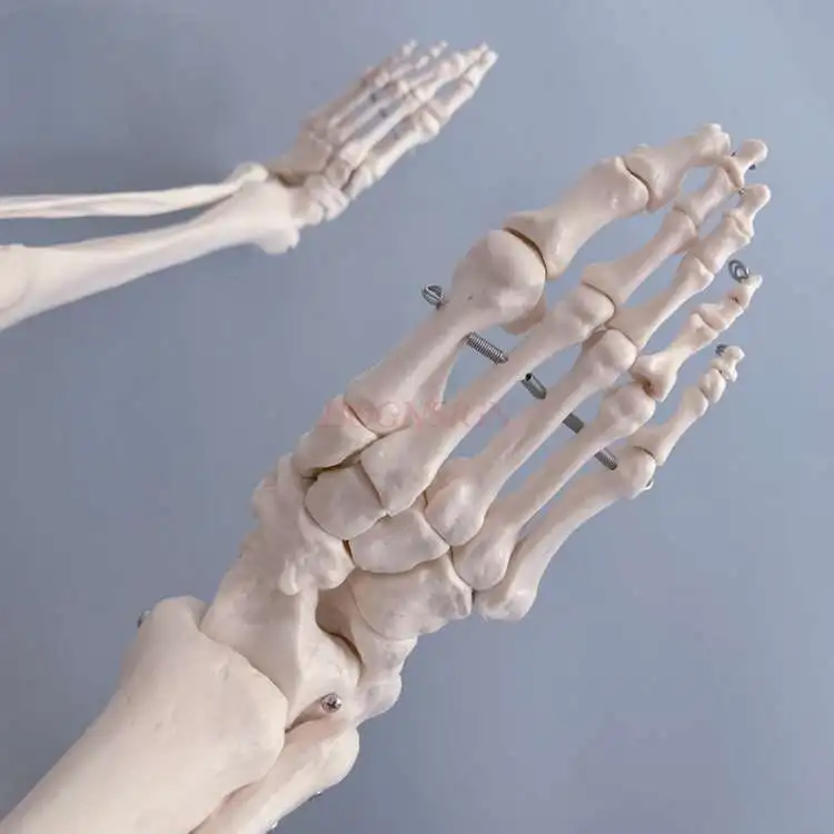 Модель костной ткани для ног нижней конечности человека суставов бедренной