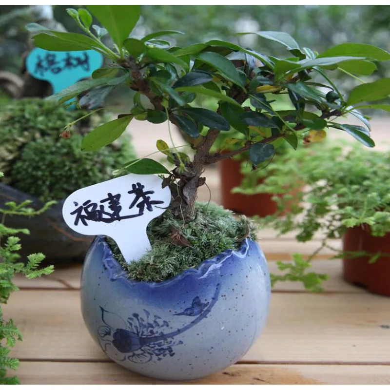 30 шт. пластиковые t образные ярлыки для растений Ювелирные изделия Детский сад