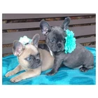 5D сделай сам, полный квадратный пазл с французским бульдогом, цветами, милой собакой, алмазная живопись, вышивка крестиком, мозаика, вышивка бисером FC772