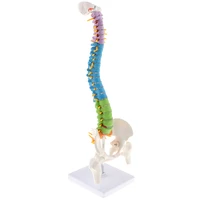 45cm anatomical flexible spine model with pelvis femur color coded life size science education