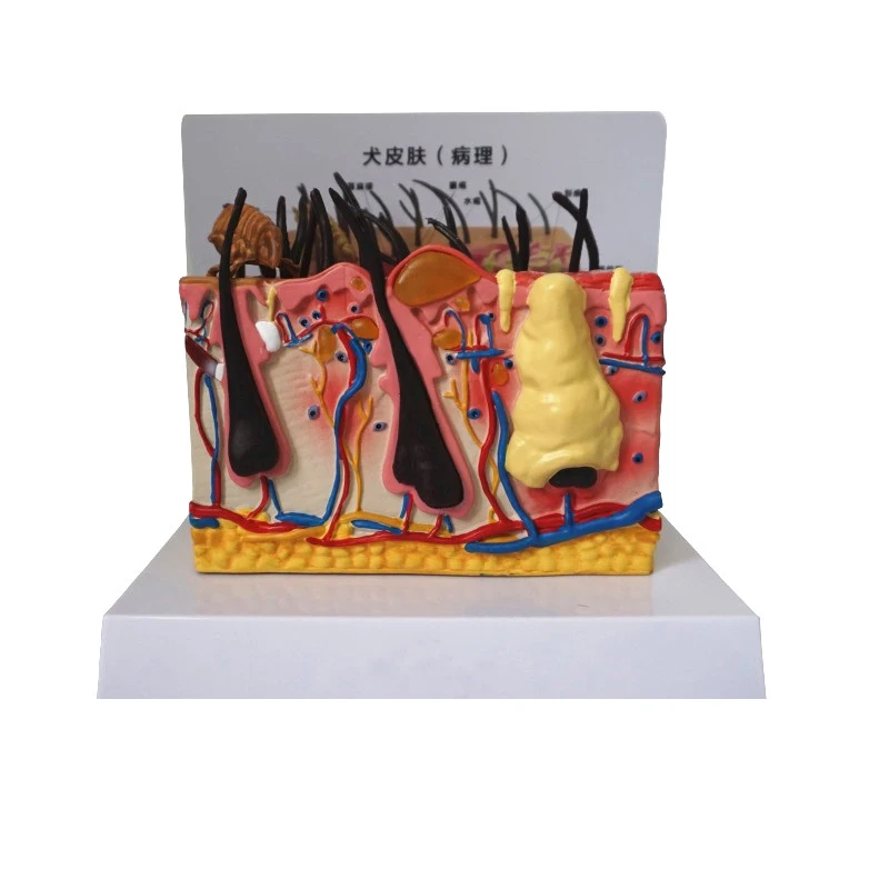 

Dog Skin Anatomical Model Canine Dermis Pet Sick Skin Veterinary Medicine