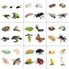 Имитация животных, модель цикла роста, Бабочка, курица, черепаха, FrogSpider, экшн-фигурка, фигурка симпатичный детский подарок, развивающая детская