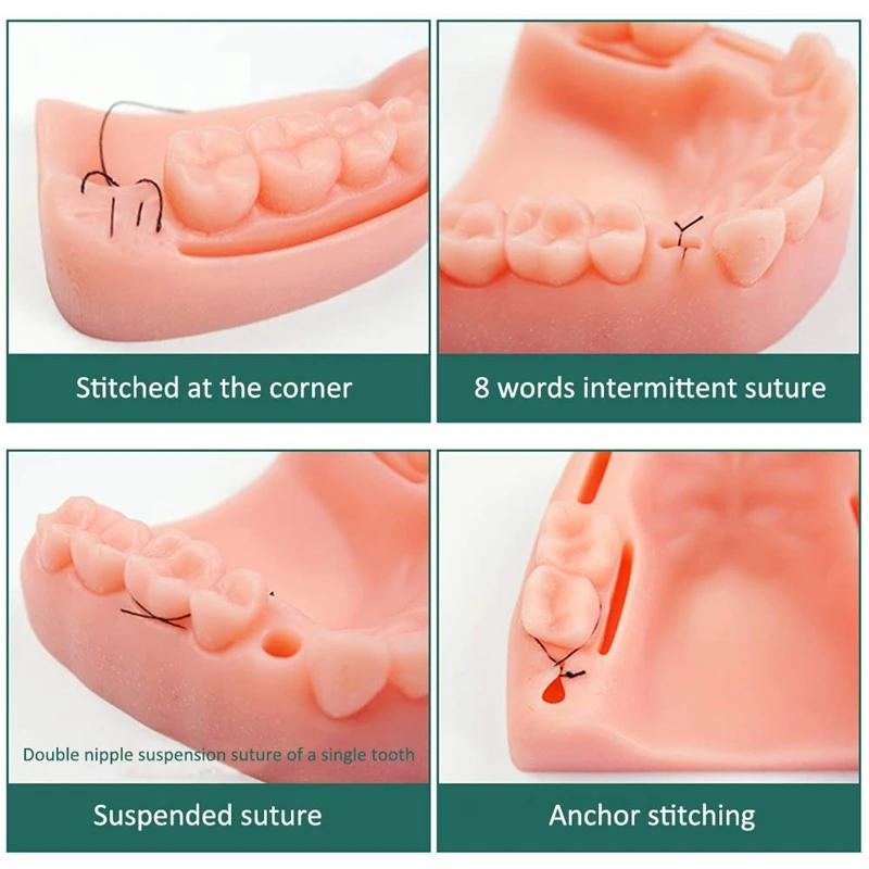 

Teaching Anatomy Oral Suture Training Module Gum Suture Training Periodontitis Suture Training Dentist Recommendation