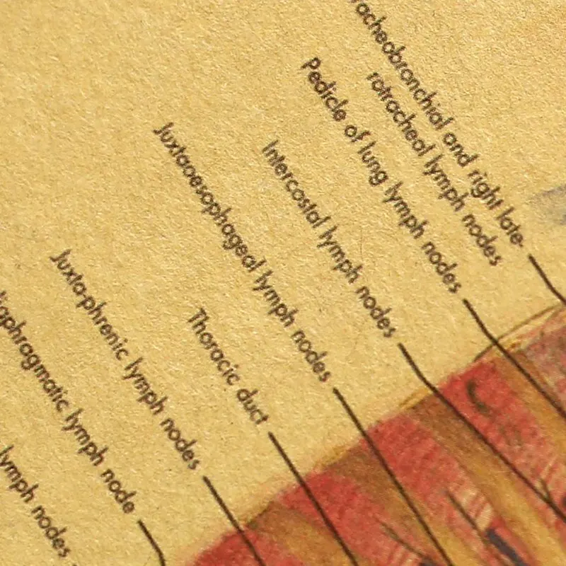 Иллюстрация человеческого тела лимфатическая система крафт-бумага Ретро плакат