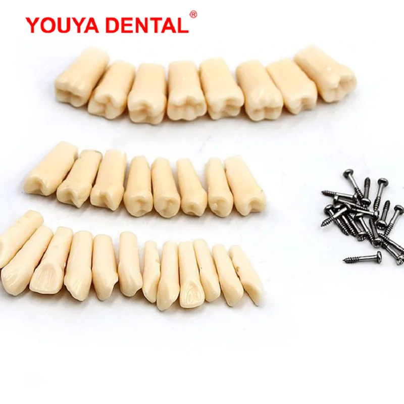 1 шт. Стоматологическая модель зубов для тренировки | Красота и здоровье