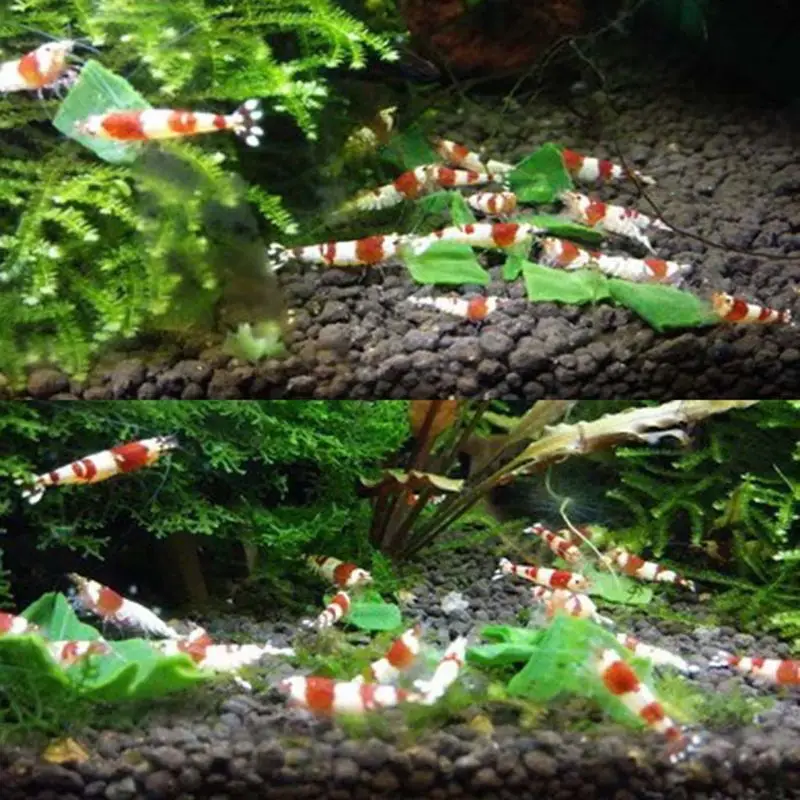 Замороженные натуральные шпинатные гранулы для аквариума рыбы красного