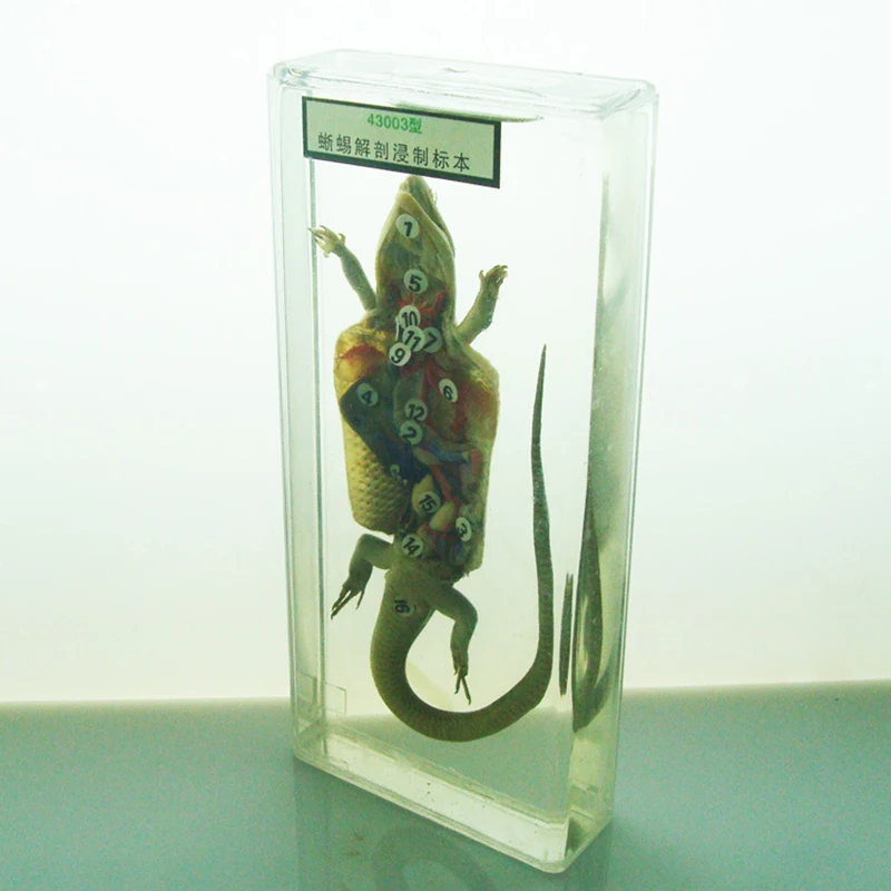 

2pcs Veterinary lizard anatomy specimen model lizard soak specimen experiment model experiment contact animal specimen model