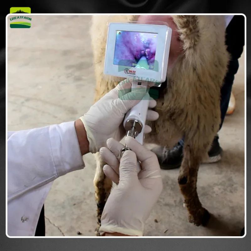 Искусственное осеменение овец ИИ пистолет Vsual эндоскоп сперма ветеринары