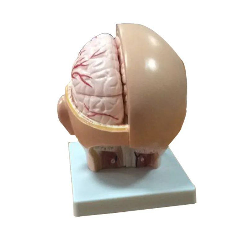 Модель медицинской анатомической головы с мозговой артерией | Канцтовары для
