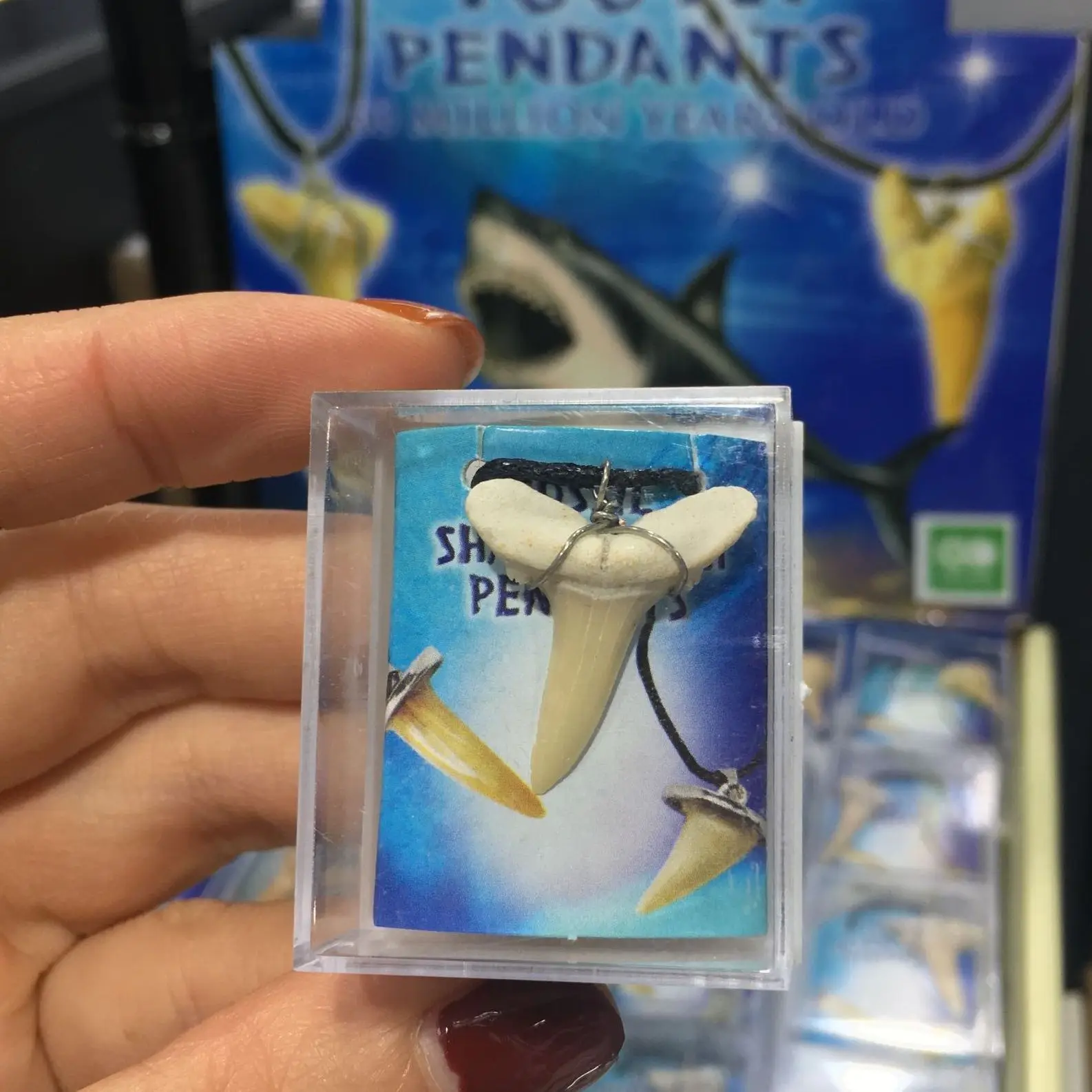 Природное животное Марокко ископаемая Акула ископаемый зуб минеральный образец