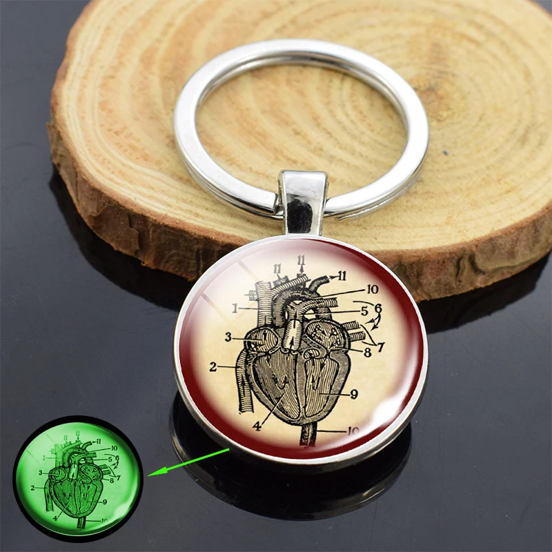 Анатомический светящийся брелок для ключей в форме сердца стеклянный купол с