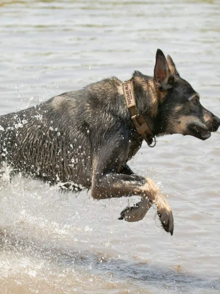 Тактический собачий ошейник с американским флагом США военный толстый ручкой