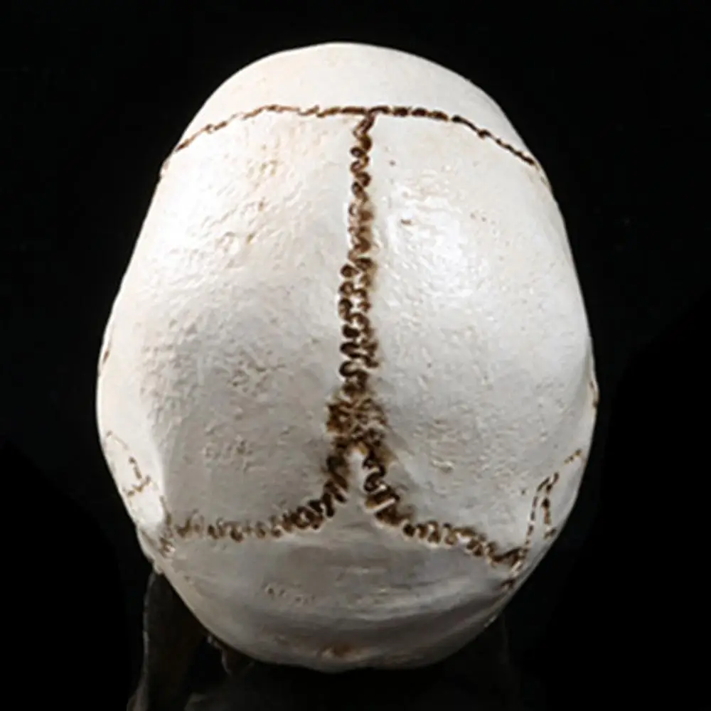 Мини-модель черепа и костей из смолы модель медицинского скелета искусство