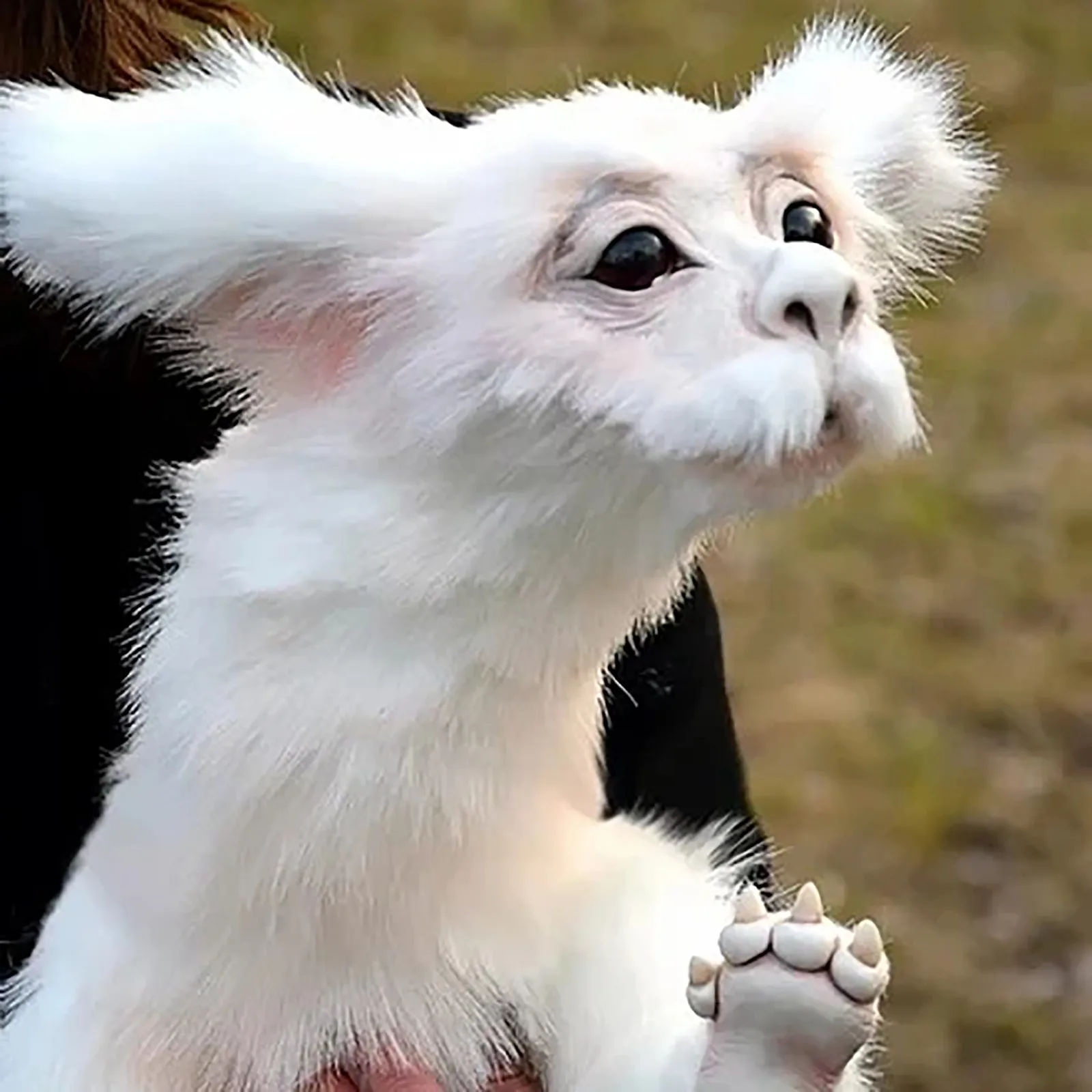 Дракон Удачи Falkor Doll. Неистовая история белая кукла дракон. Милый дракон плюшевые