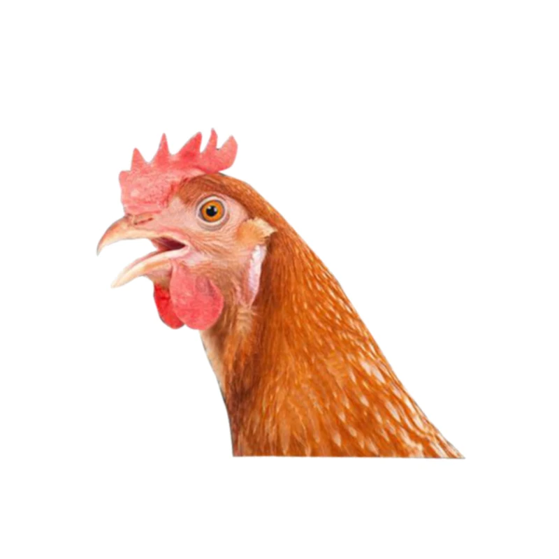 Персональная Автомобильная наклейка для красная курица 3D винил