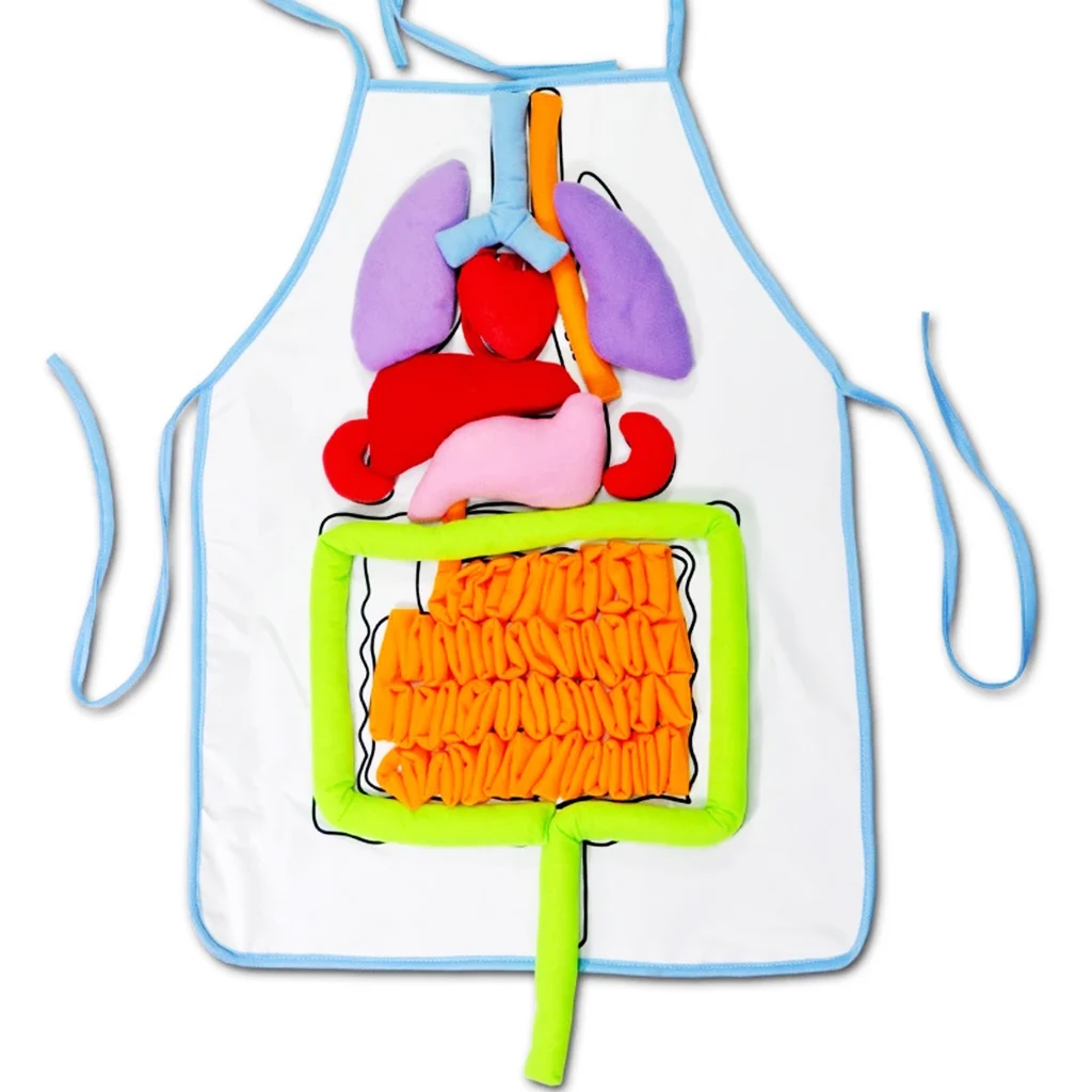 

Kindergarten Viscera Teaching Utensil Children Educational Organ Apron