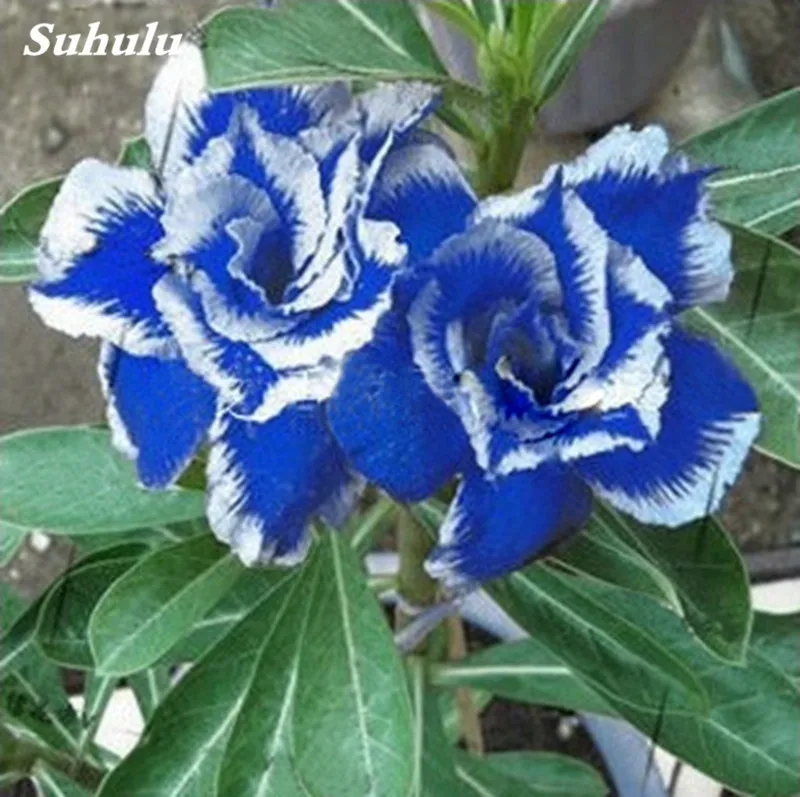 5 шт/Лот пустынная Роза Drawf Adenium Obesum Декор искусственные кашпо |