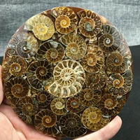 natural ammonites disc fossil conch samples cured