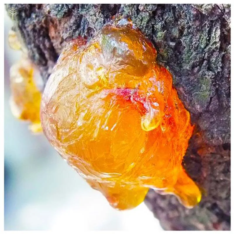 

Frankincense Resin Organic Incense Brock oliban Medicine Hydrosol Clean Frank Incense Nipple boswellia Frereana