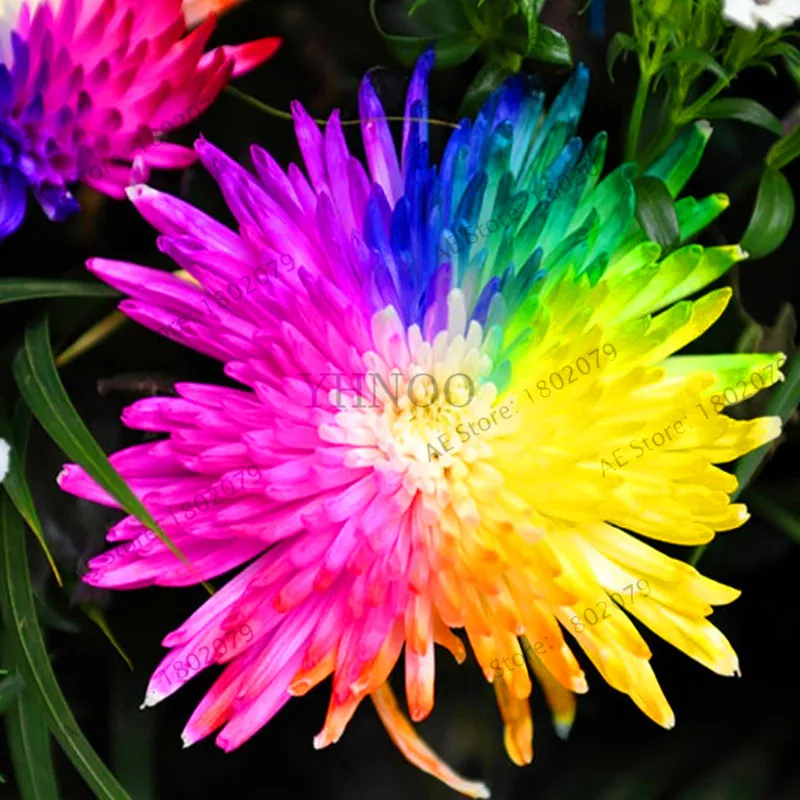 Самые низкие цены! 200 шт./пакет Радуга Дейзи flores, хризантема, растения, бонсай Плант, красивые комнатные растения для дома и сада