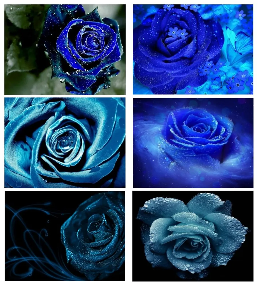 5D DIY Алмазная вышивка картина Стразы алмазная живопись синяя Роза цветочная для