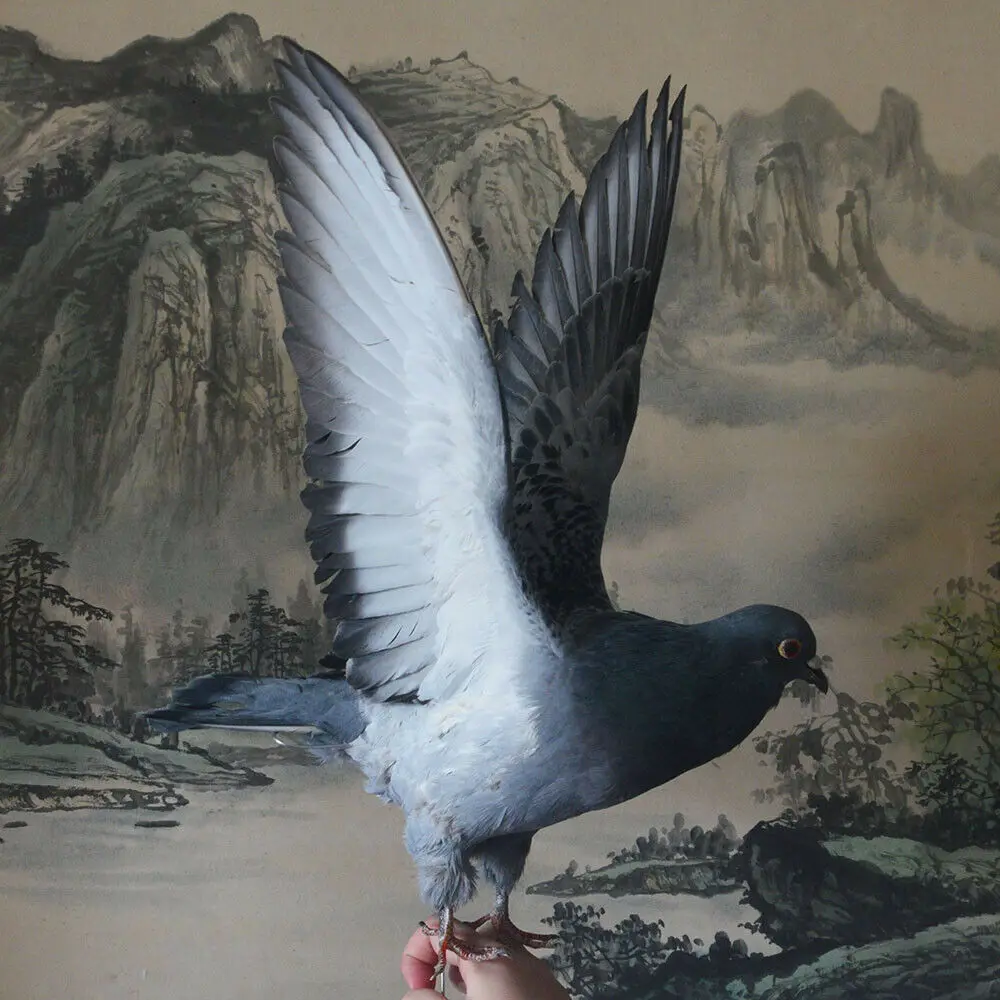 1Pcs real Taxidermy Eurasian gray pigeon Columba specimen Teaching / Decoration &&