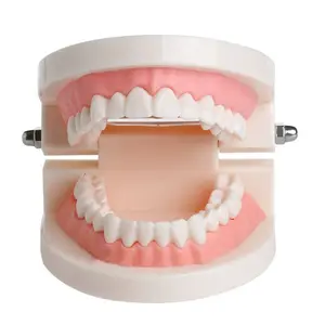 Модель зубов X7YB, для взрослых